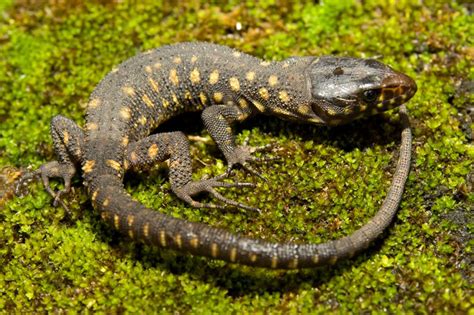 Facts about Yellow spotted lizard .